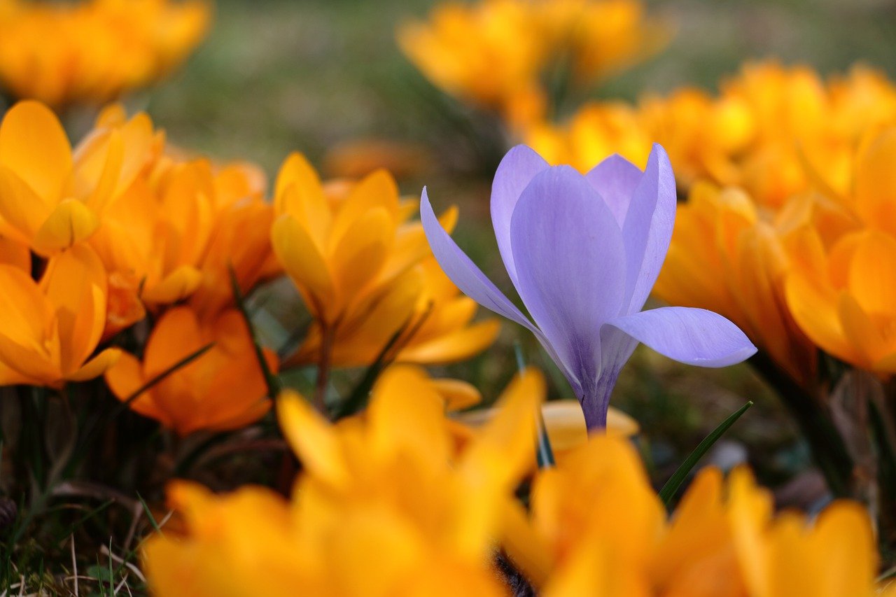 crocus, flowers, plants-6955548.jpg